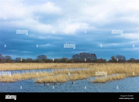 Canada Geese Canadensis Among Reeds Hi Res Stock Photography And Images