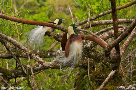 Emperor Bird Of Paradise Paradisaea Guilielmi Males Displaying At