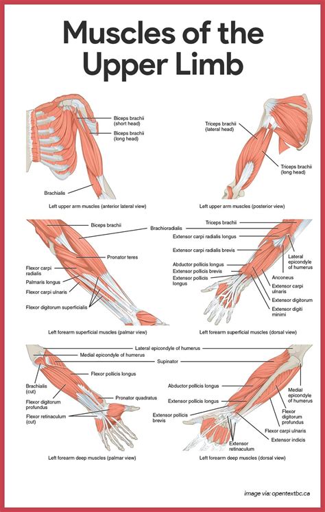 Arm muscles major muscles bones and muscles arm muscle anatomy arm anatomy anatomy drawing muscle names upper limb anatomy. Muscular System Anatomy and Physiology | Muscular system ...