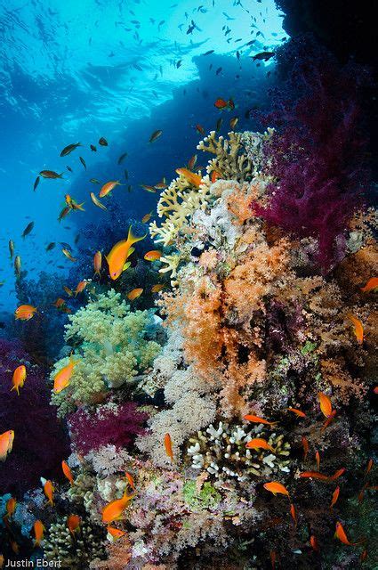 Red Sea Jungle Ocean Animals Ocean Creatures Sea And Ocean