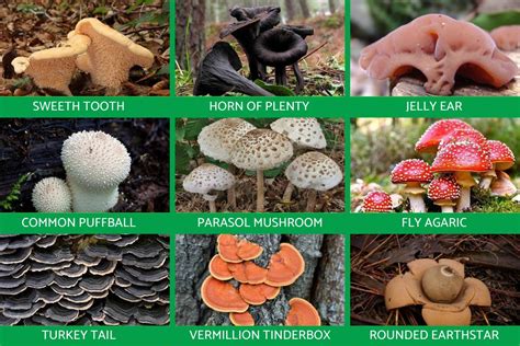 Kingdom Fungi Definition And Examples In Biology With Photos