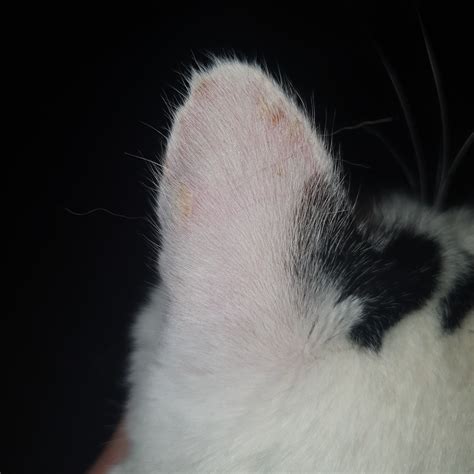 Scabs On Cats Ears Thecatsite