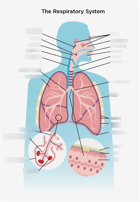 Simple Respiratory System Diagram Quizlet