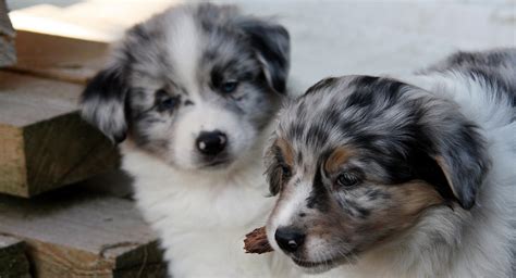 These dogs are incredibly energetic and love to play, so it's important to keep them active all the time. Miniature Australian Shepherd Puppies and Dogs for sale ...