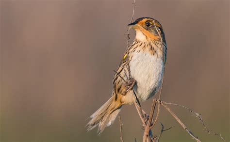 10 Marsh Birds Teaching Us About Wetlands Audubon New York