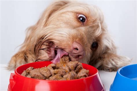 Odchudzanie psa- sprawdzone sposoby żywieniowe - Psiastki Psiastki
