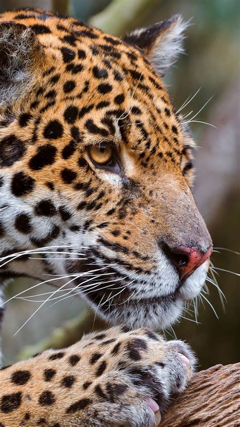 Download Wallpaper 720x1280 Jaguar Face Predator Big Cat Samsung