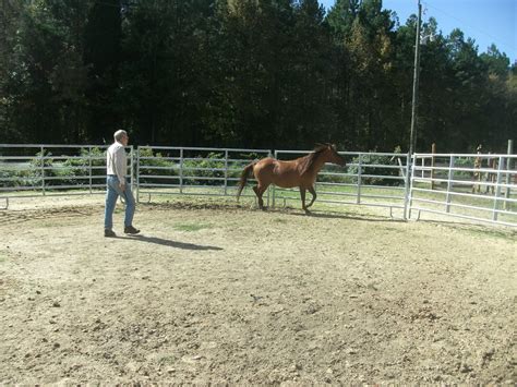 Horse Training The Carolina Cowboy Round Ring Coppers First Session