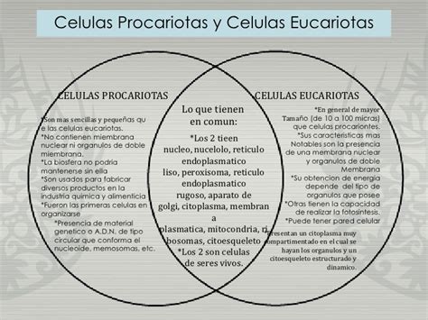 Un Diagrama Con La Celula Eucariota Y Procariota Brainlylat
