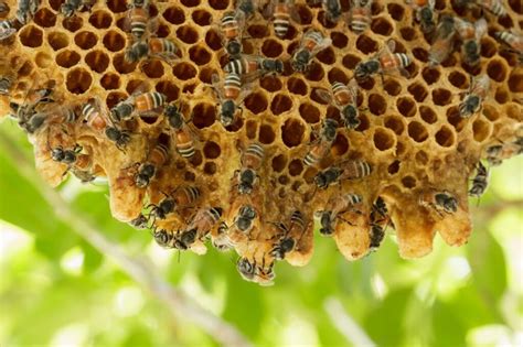 Murder Hornets A Threat To Honey Bees Science Connected Magazine