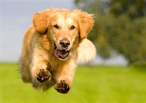 5 Things To Know About Golden Retrievers Breeds