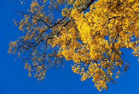 Gold Autumn Yellow Leafs On Blue Sky Maple Stock Photo Image Of