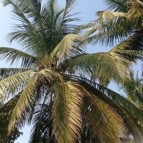 Big Indian Palm Trees On The Coast Last Season 14 Stock Image Image