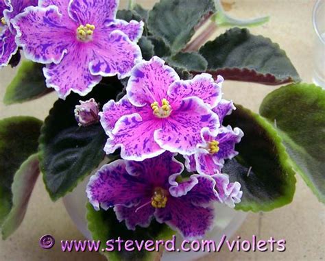 African Violet Leaves For Tradesale African Violets Flora Flowers