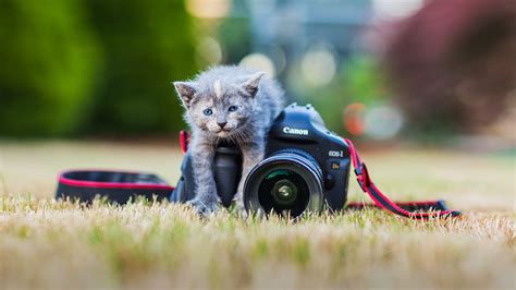 How Much Is Pet Photography Pet Photography Tips Get Your Dog To