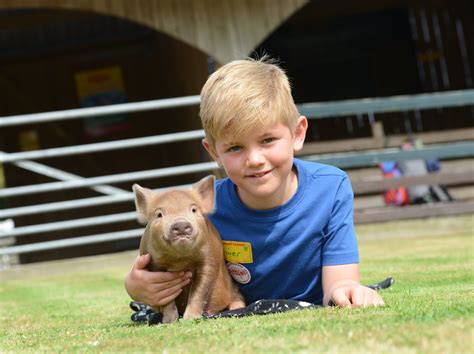 10 Pennywell Miniature Pig Moments Pennywell Farm News