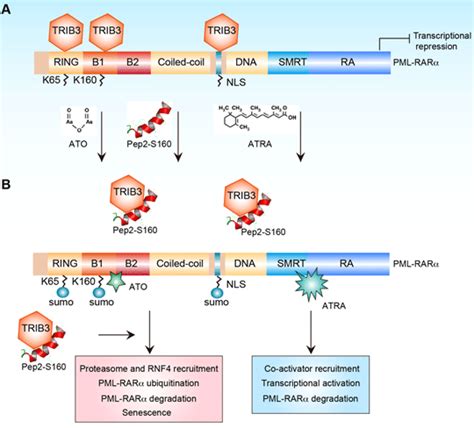 The Role Of Trib3 And Pml Rarα Interaction In Pml Rarα Driven Apl The