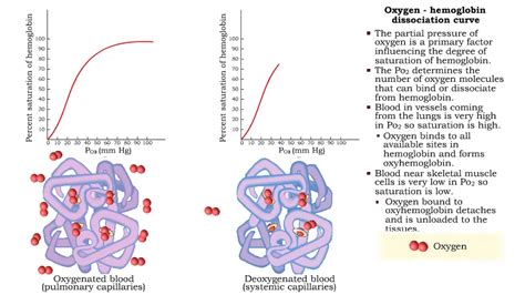Oxygen Hemoglobin Dissociation Curve And Hemoglobins Affinity With