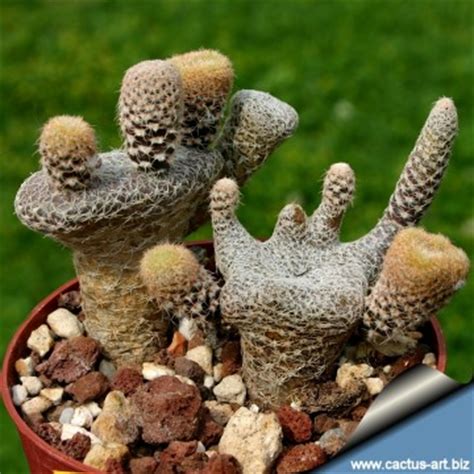 Despite this, many people envision cacti growing in pure sahara desert sands with practically no water. Opuntia clavarioides f. cristata