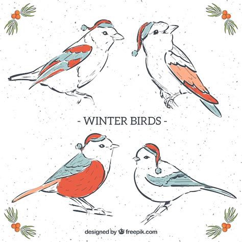 Beautiful Hand Drawn Winter Birds Vector Free Download