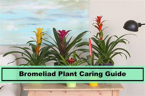 Bromeliad Plant The Basics And Caring Tips Of Raising It