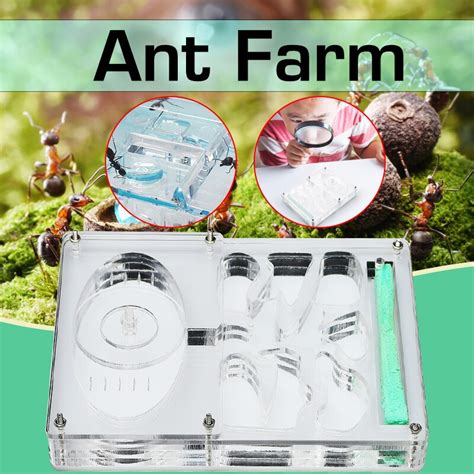 Buy Ants Farm Ants House Castle Colorful Insects