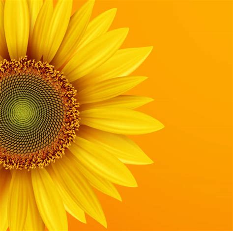 Orange Sunflower Illustrations Royalty Free Vector Graphics And Clip Art
