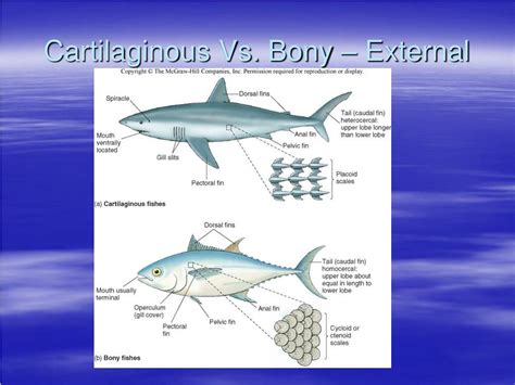 Ppt Marine Fishes Powerpoint Presentation Free Download Id662275