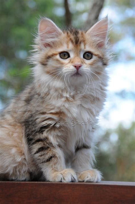 Beautiful tabby cats, with their unique speckles, distinctive stripes, and elegant swirls, inspire a myriad of fun name choices for. Sylestia - Forums