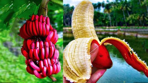 20 Most Amazing And Rare Fruits In The World Best Adorable Baby