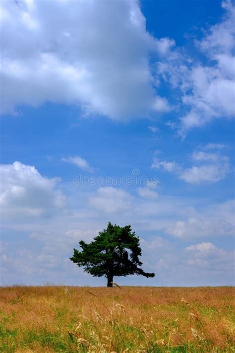 Lone Tree At The Summer Field Over Cloudy Sky Stock Image Image Of