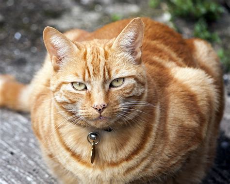 Ginger Cat Free Stock Photo Public Domain Pictures