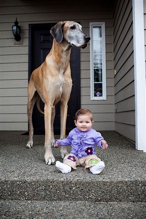 Puppy tax is not required! Gigantic Dogs With Small Kids… My Heart Completely Melted At #9!