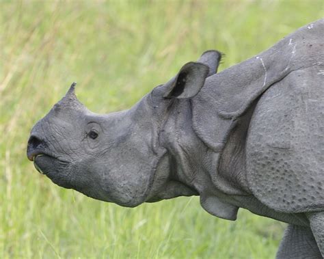 Rhino Female Asian One Horned Rhinoceros Female Rhinocer Flickr