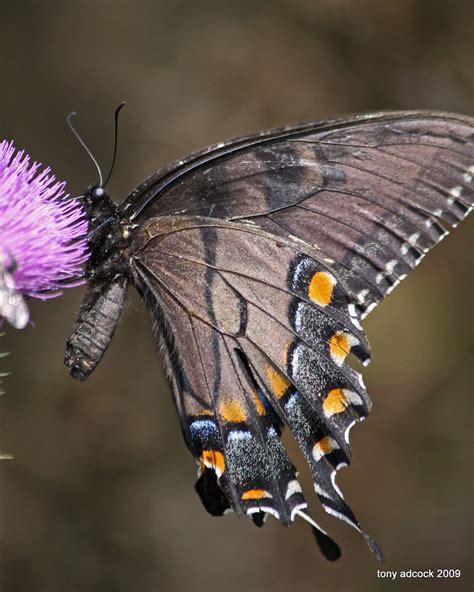 Eastern Tiger Swallowtail Papilio Glaucus Dark Form Flickr