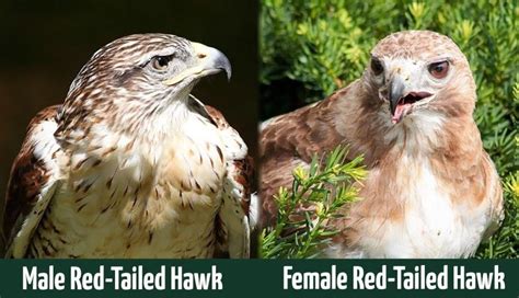 Male Vs Female Red Tailed Hawks Spotting The Differences Optics Mag