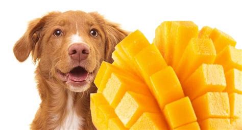 Can Dogs Eat Mango A Complete Guide To Mango For Dogs