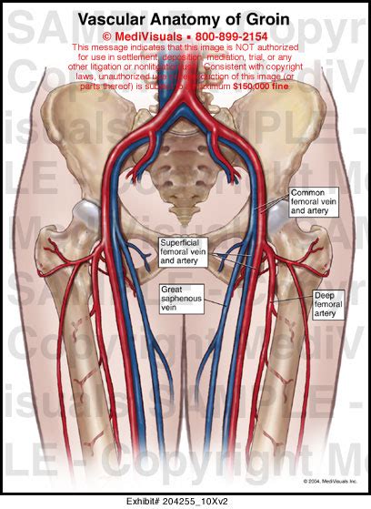 Groin Anatomy Male Muscular
