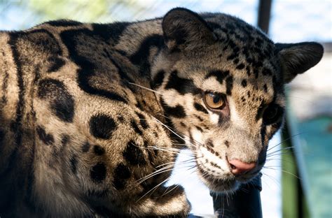 I bet it's because nobody would believe anyone who says they saw a leopard that looks that rad. The Formosan clouded leopard has been declared extinct | Grist