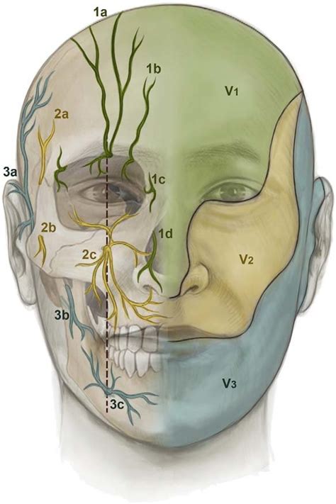 Cutaneous Innervation Of The Face Ophthalmic Nerve V A
