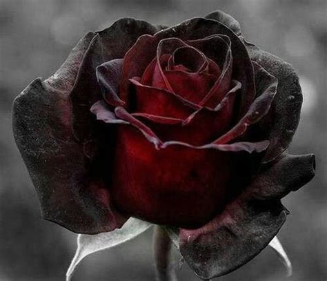 Red And Black Rose Seeds Black Rose Seeds Black Rose Very Beautiful