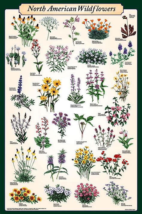 North American Wildflowers Laminated Poster