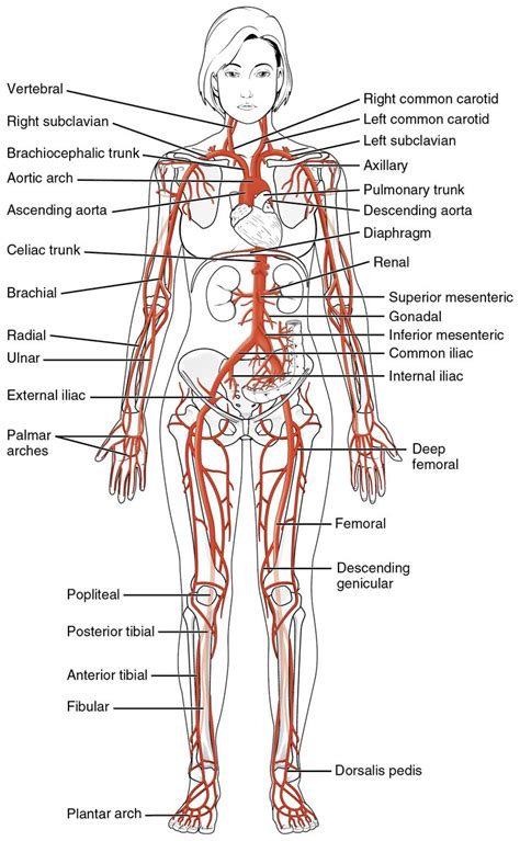 This Diagrams Shows The Major Arteries In The Human Body Venas