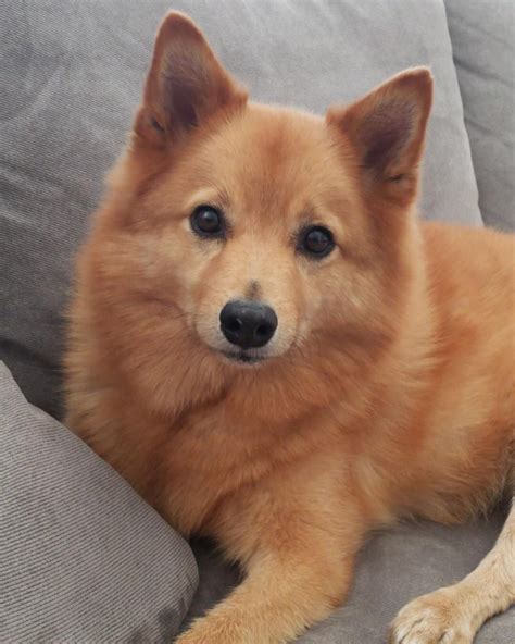 Finnish Spitz Origin Country Finland Life Expectancy 12 14 Years