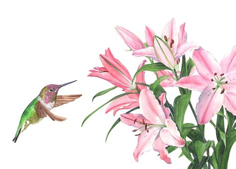 Hummingbird With Lilies Print Of Watercolour Painting A4 Size Etsy