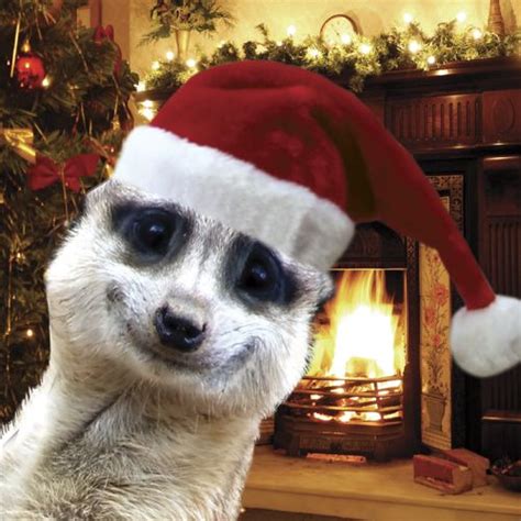 Meery Christmas As The Nations Love Of The Meerkat Continues To