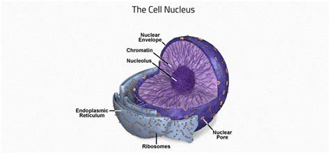 Cell Nucleus Facts 95 Facts You Will Need For Homework