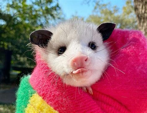 15 Times Opossums Mastered The Art Of Being Adorable Bright Side