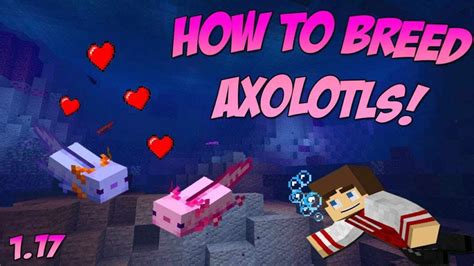 How To Breed Axolotls In Minecraft Detailed Guide