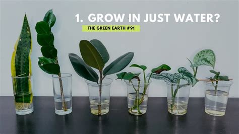 91 Top 6 Common Indoor Plants That Can Grow In Water Grow